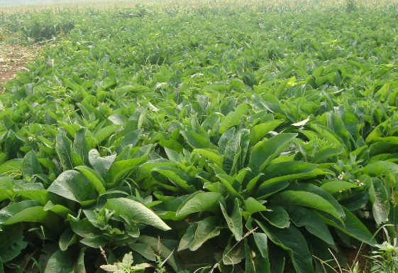 哪些牧草適合用來喂豬