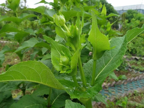 串葉松香草怎樣去毒，營養價值有哪些？
