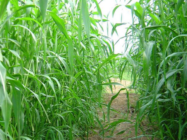 大力士甜高粱的種植效益如何？