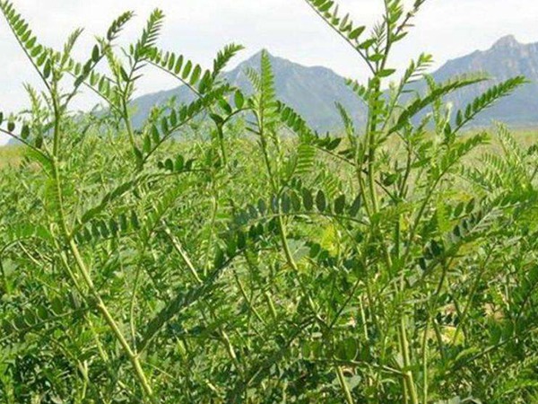 沙打旺可以用來(lái)喂養(yǎng)牛羊嗎