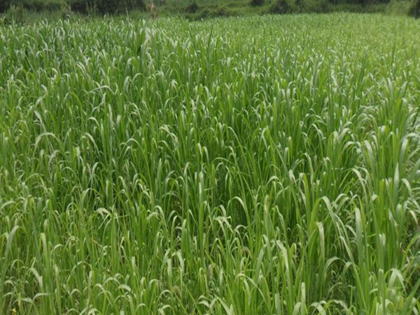 冰草種子價格，哪里有賣的