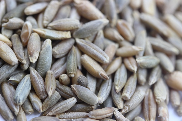 特高黑麥草種子多少錢一斤，一畝地用多少