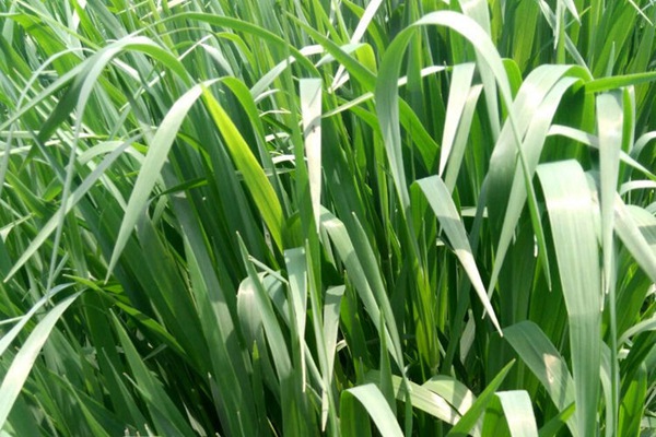 意大利黑麥草種子多少錢一斤？怎么播種