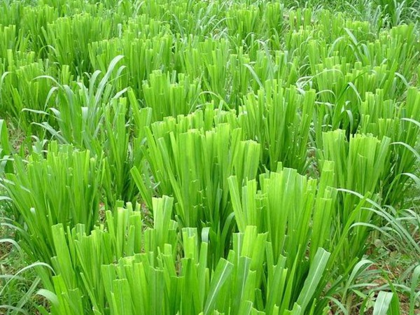 養牛的飼草什么好，有哪些品種飼草可以養牛