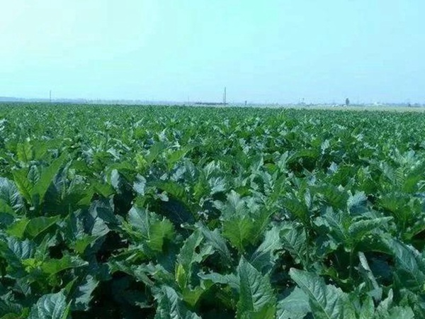 串葉松香草人工種植的時候怎么樣能高產(chǎn)？