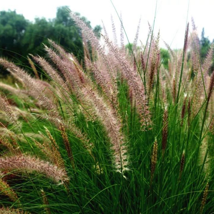 東方狼尾草 東方狼尾草