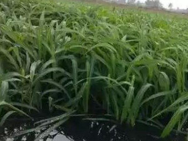 小米草優(yōu)勢——耐寒耐高溫，小米草最適宜的溫度