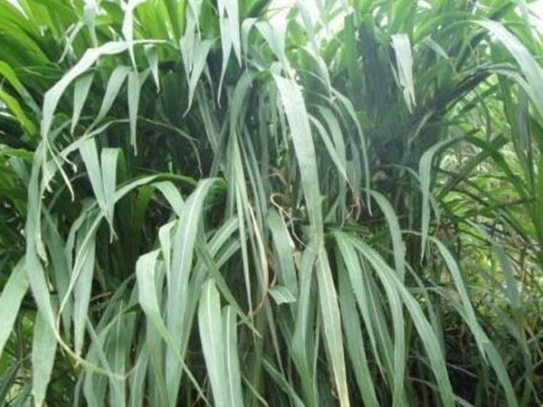 皇竹草種植經(jīng)濟(jì)效益有哪些？作用是什么？