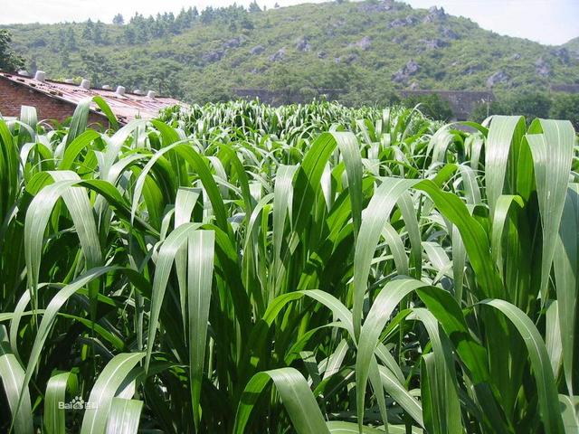 這么優(yōu)質(zhì)的高丹草牧草，怎么種植比較好？