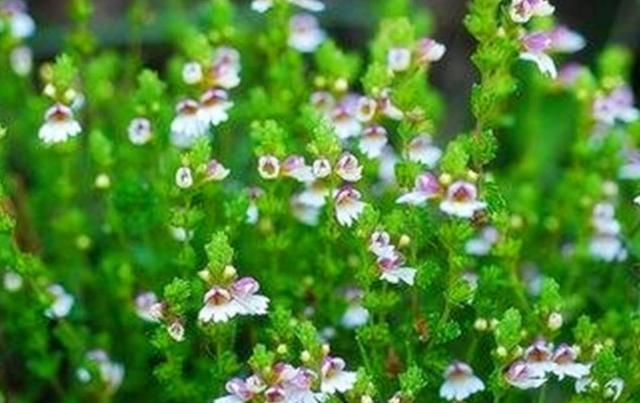 要想小米草種的好，要學(xué)會(huì)種植的技巧與方法