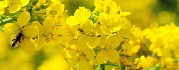 油菜種子如何種，種植方法是什么？