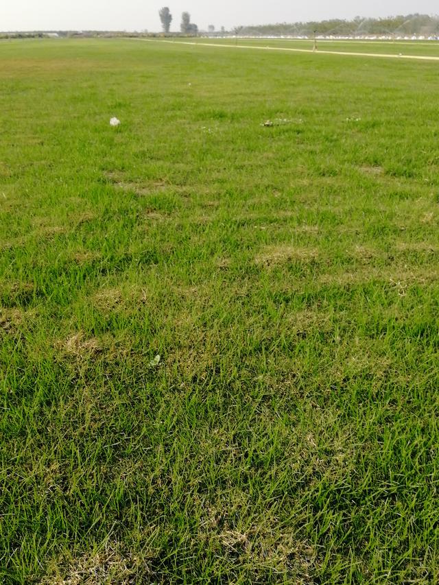 要想草坪長(zhǎng)得好，草坪修剪也是必不可少的