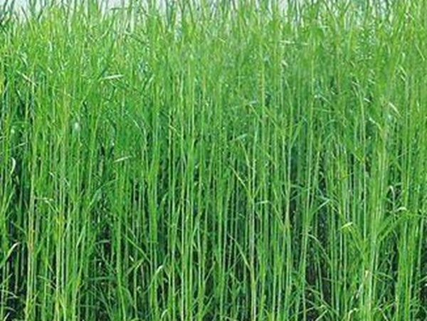 牧草要怎么種植比較好，有什么好的方法？