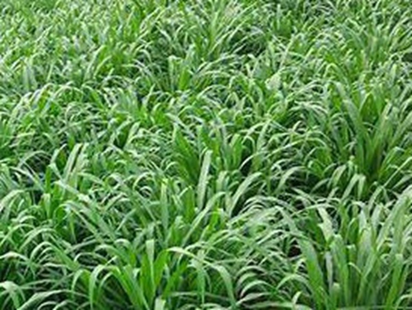 牧草要怎么種植比較好，有什么好的方法？