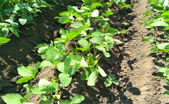 種植黑豆時,掌握技術方法產量能提升 種植黑豆時,掌握技術方法產量能提升