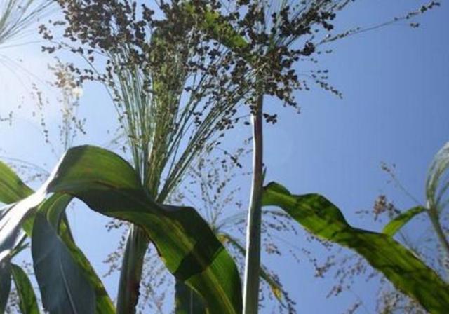 甜高梁種植技巧是什么，如何產量高