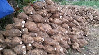 葛根扦插育苗種植方法需要注意什么以及處理方法