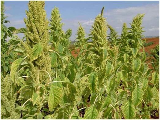 優(yōu)質牧草——籽粒莧栽培管理技術與播種方法 優(yōu)質牧草——籽粒莧栽培管理技術與播種方法