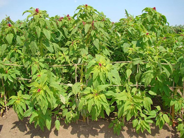 “蛋白牧草種子”——籽粒莧