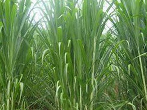 牧草要怎么種植比較好，有什么好的方法？