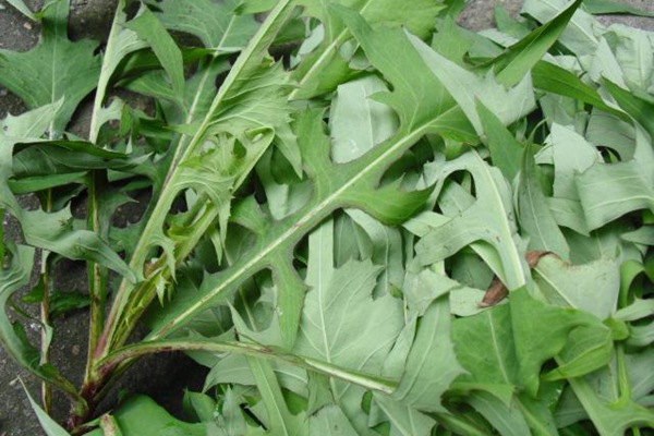 苦荬菜種子怎么進行種植比較好？