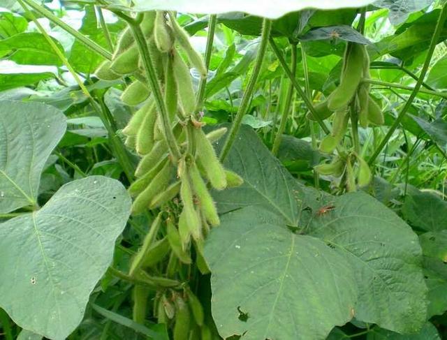 黑豆種植方法有哪些？什么時(shí)候播種比較合適？