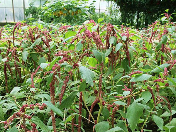 “蛋白牧草種子”——籽粒莧