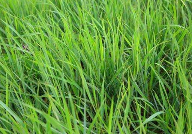 耐活堿草農(nóng)作物，要知道它的生物特性，種植起來很簡單