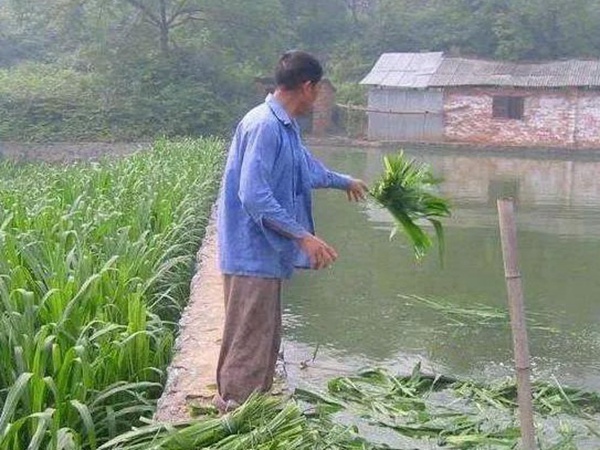 養(yǎng)魚(yú)種什么草種好？皇竹草喂草魚(yú)效果好，有什么方法