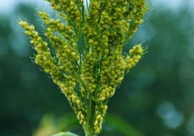 甜高梁種植技巧是什么，如何產量高