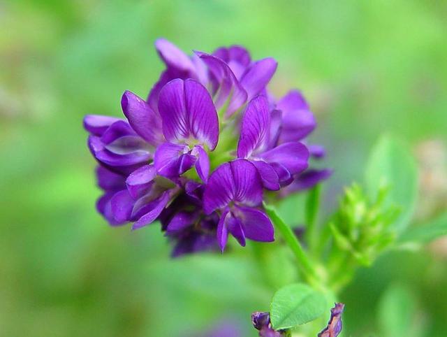 紫花苜蓿——牧草中的極品,最實用的種植技術,值得收藏 紫花苜蓿——牧草中的極品,最實用的種植技術,值得收藏