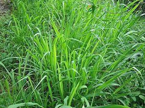 牧草要怎么種植比較好，有什么好的方法？