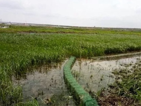 小米草優(yōu)勢——耐寒耐高溫，小米草最適宜的溫度
