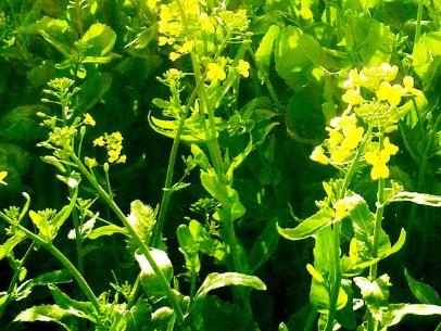 油菜種子如何種，種植方法是什么？