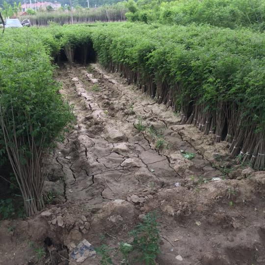 紫穗槐育苗產(chǎn)苗量高，繁育時間短，生長速度快