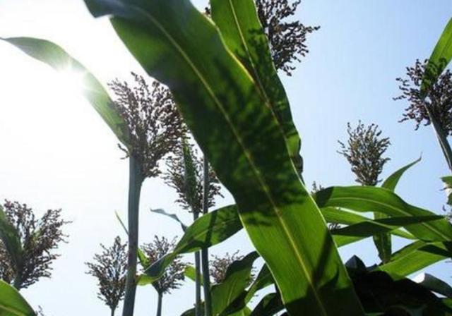 甜高梁種植技巧是什么，如何產量高