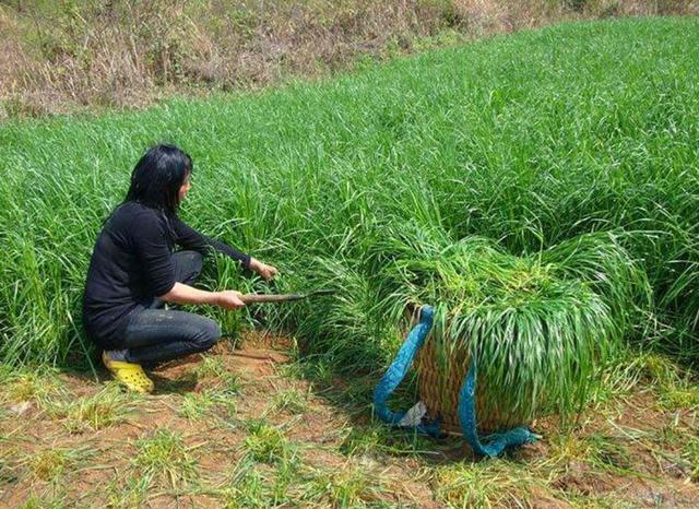 一次種植，多次收益的優(yōu)質(zhì)牧草——多年生黑麥草