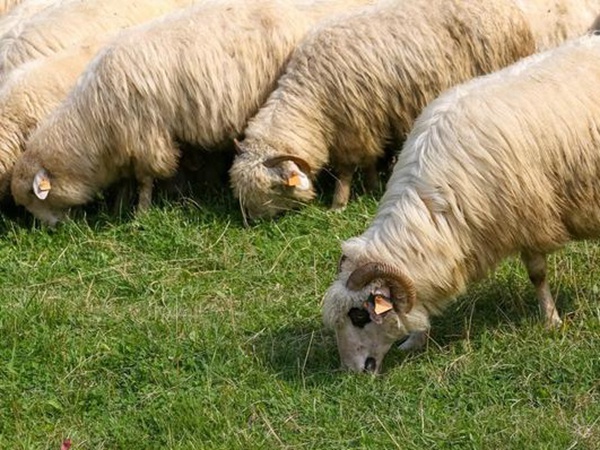 養(yǎng)羊如何選擇牧草？有什么需要注意的？