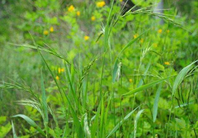 耐活堿草農(nóng)作物，要知道它的生物特性，種植起來很簡單