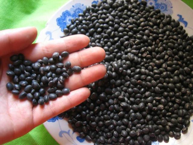 黑豆種植方法有哪些？什么時(shí)候播種比較合適？