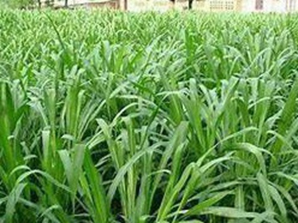 牧草要怎么種植比較好，有什么好的方法？