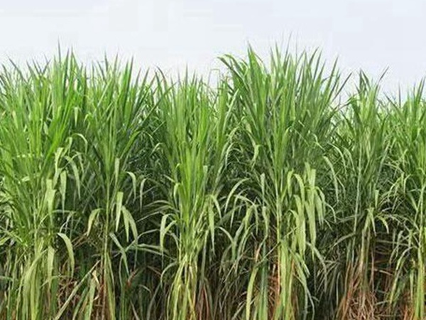 皇竹草種植經(jīng)濟(jì)效益有哪些？作用是什么？