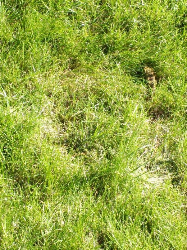 草坪播種方法以及養護管理方案