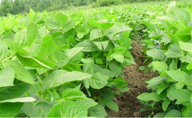 種植黑豆時,掌握技術方法產量能提升 種植黑豆時,掌握技術方法產量能提升