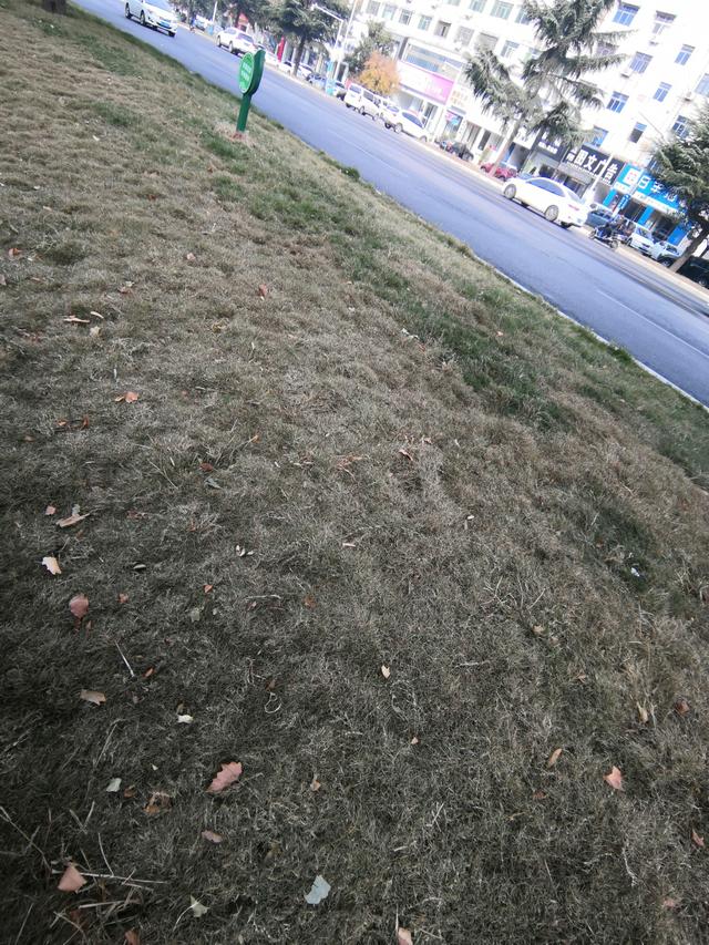 狗牙根草坪的養(yǎng)護(hù)管理措施都在這了