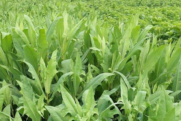 苦荬菜種子怎么進行種植比較好？