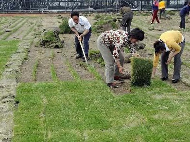 草坪播種方法以及養護管理方案