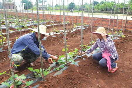 葛根扦插育苗種植方法需要注意什么以及處理方法