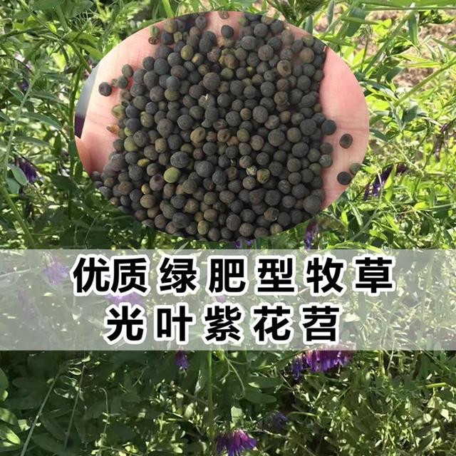 優(yōu)質養(yǎng)蜂蜜源植物、牧草光葉紫花苕的種植技術