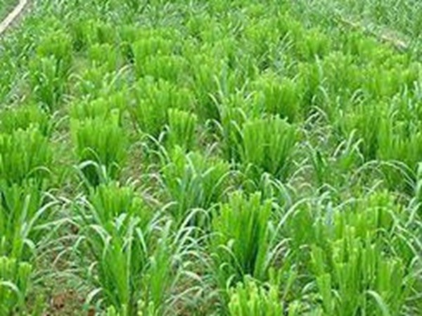 牧草要怎么種植比較好，有什么好的方法？